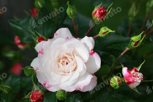 Preview: Rose Garden