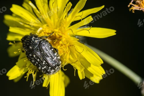 Preview: Closeup shot of a black bug on a yellow dandelion