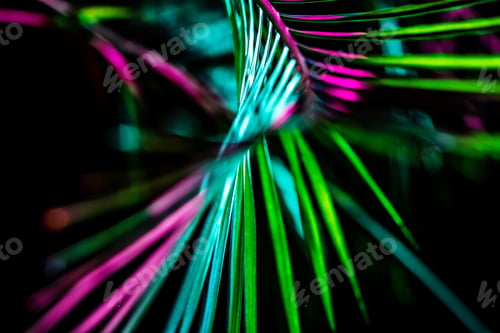 Preview: toned image of palm houseplant, on black