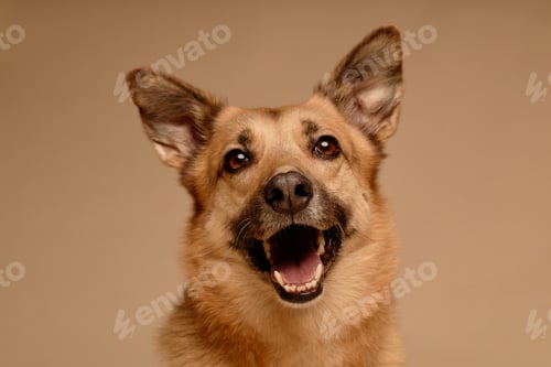 Preview: Expressive German Shepherd Facing Camera with Open Mouth