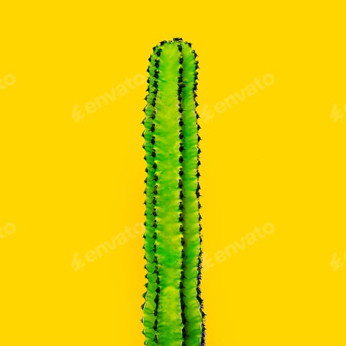 Preview: Green cactus on a yellow background. Minimal art gallery