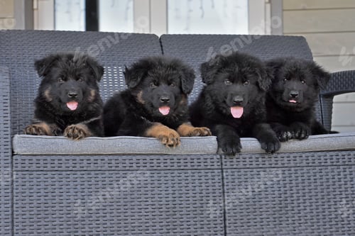 Preview: German shepherd puppies