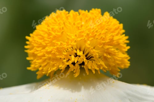 Preview: Closeup of white Romneya coulteri flower