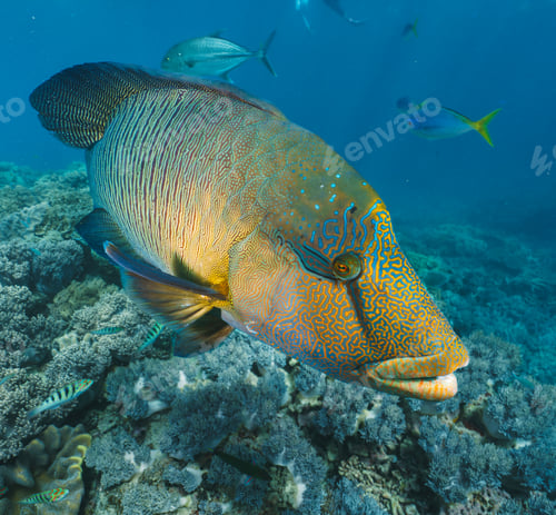 Preview: Cheilinus undulatus, maori wrasse humphead fish in australia