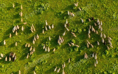 Preview: Aerial view at the sheeps herd. Landscape with animals from drone. View from air at the farmland.
