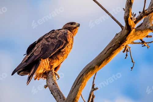 Preview: Steppe eagle or Aquila nipalensis sits on a tree
