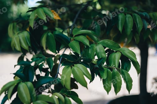 Preview: Close-up of green leaves on a tree branch with a blurred background.