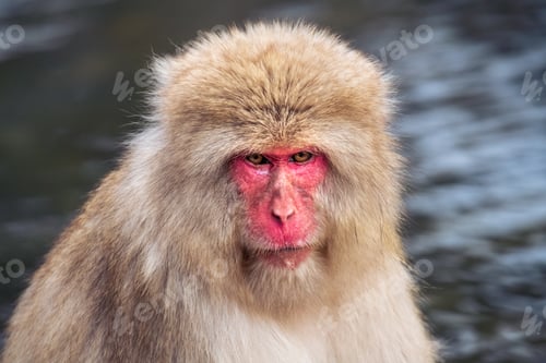 Preview: Angry snow monkey (Japanese Macaque) in a hot water, Nagano, Japan