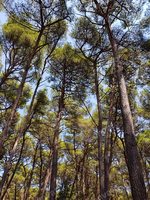 Preview: Low angle view of tall tree trunks of beautiful pine trees