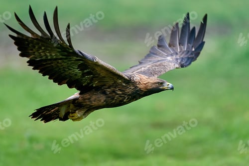 Preview: Golden eagle (Aquila chrysaetos)