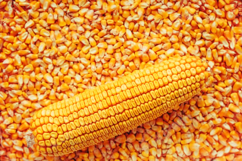 Preview: Corn on the cob over golden ripe harvested kernels