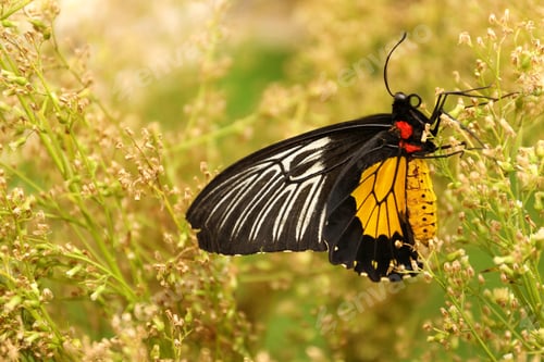 Preview: Beautiful common Birdwing butterfly on plant outdoors
