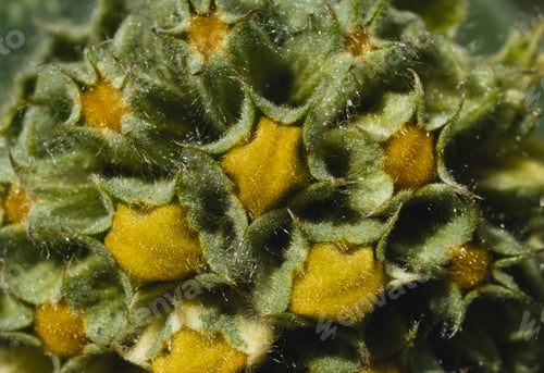 Preview: Macro flower stamens covered with pollen, Close up inside of Summer Flower Blossom in English Garden