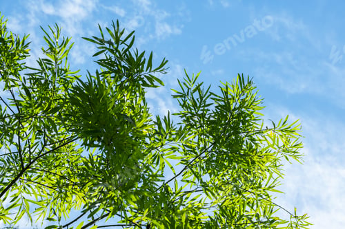 Preview: Green willow against blue sky.