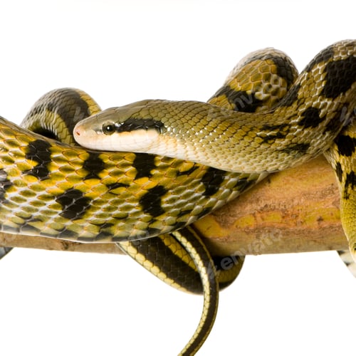 Preview: Rat snake