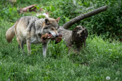 Preview: Wolf in the wild showing off it’s prize