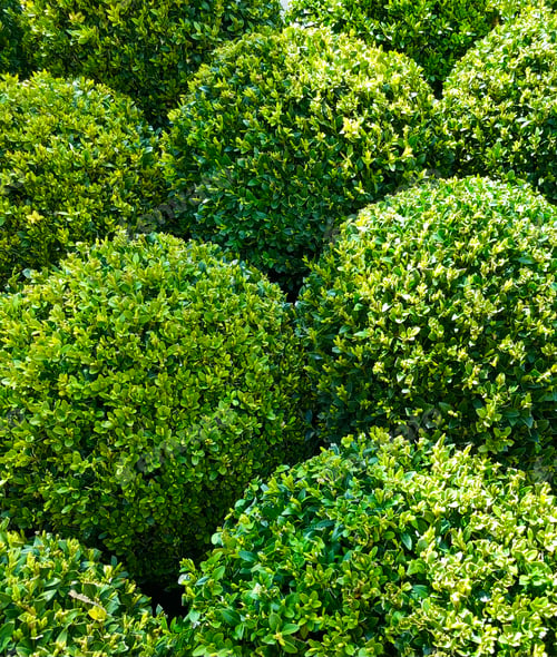 Preview: Boxwoods with young leaves