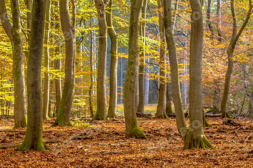 Preview: Beech trees in hazy autumn forest