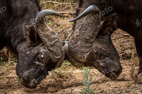 Preview: Two African buffalo bulls fighting.