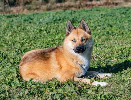 Preview: young pomsky training in the nature