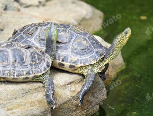 Preview: turtle