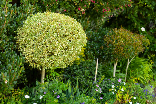 Preview: Full frame shot of various flowers with plants and trees growing in park