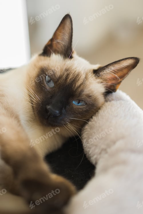 Preview: Portrait of elegant beige Siamese cat lying with blue eyes. Pet sits comfortably. Sleek well-groomed