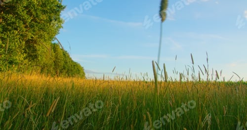 Preview: Landscape. Golden dry ripening grass close up, rays of setting sun. Natural field. Windy weather