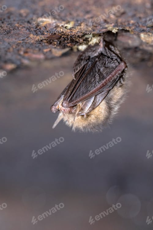Preview: Hibernating Common long-eared bat