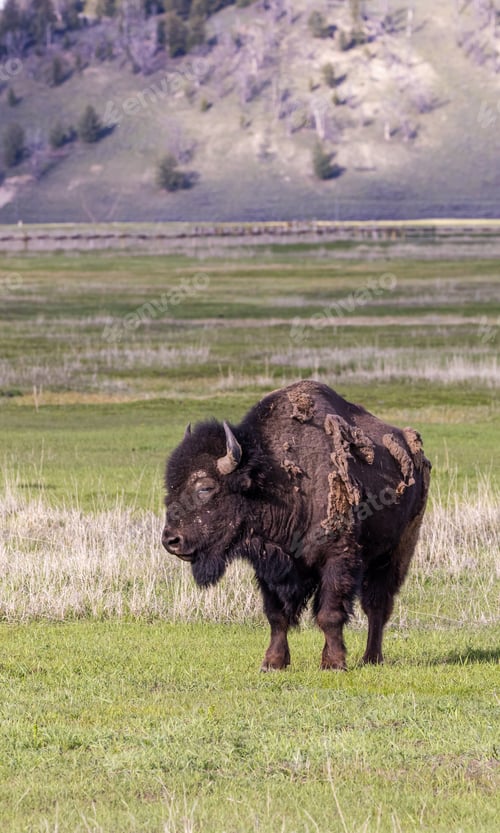 Preview: Majestic Bison Roaming in Grand Teton National Park Wyoming