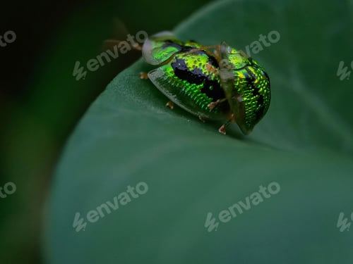Preview: Ladybug