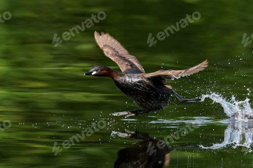 Preview: Little grebe (Tachybaptus ruficollis)