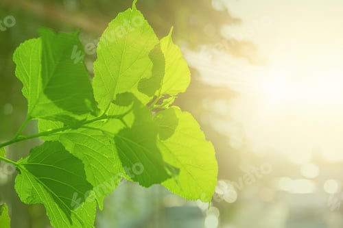Preview: Green leaves tree plant leaf sun light for oxygen carbon dioxide absorbed in Photosynthesis process