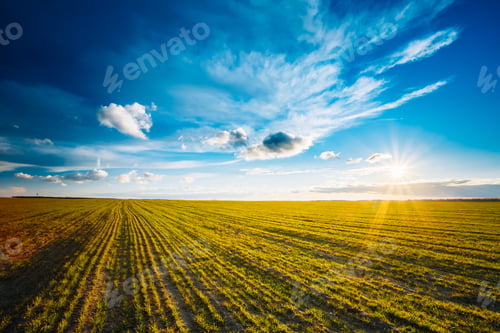 Preview: Green Barley Field, Early Spring. Agricultural Background.