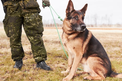 Preview: Soldiers best friend. A soldier standing with his dog.