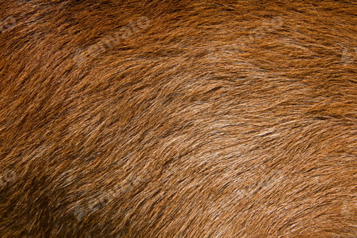 Preview: Detail of a horse fur