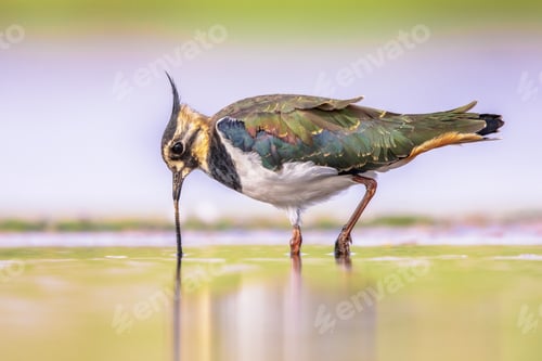 Preview: Female Northern lapwing catching worm in shallow water
