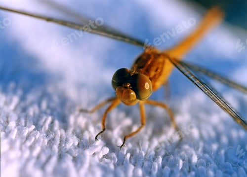Preview: Dragonfly on cloth
