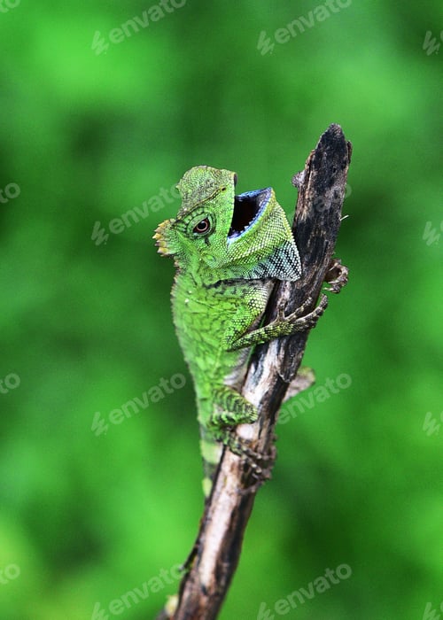 Preview: Close up of Dragon Forest, Gonocephalus chamaeleontinus