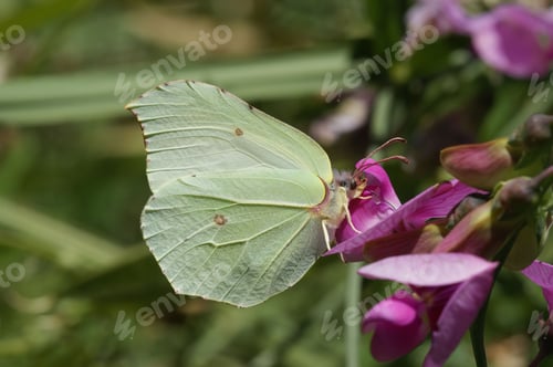 Preview: Closeup on the brimstone butterfly , Gonepteryx rhamni sipping nectar from a purple flower