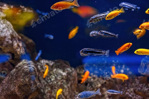 Preview: Underwater shot of fish Cichlidae