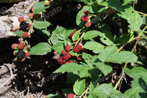 Preview: berry picking, abundant harvest of blackberries fresh berries on the bushes, natural vitamins