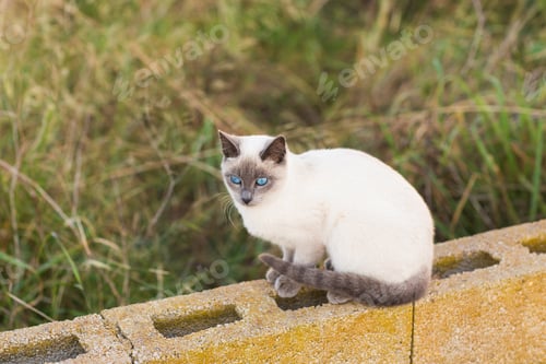Preview: Pets and pedigree animals concept - Portrait of the siamese cat with blue eyes
