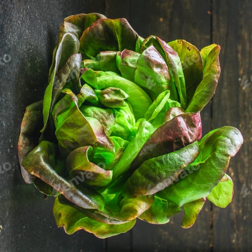 Preview: Lettuce Or Romano Salad, Salad Leaves (Lettuce Bush, Green Crop Petals, Vitamins Roman Salad