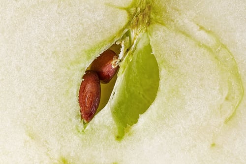 Preview: close up of apple seeds