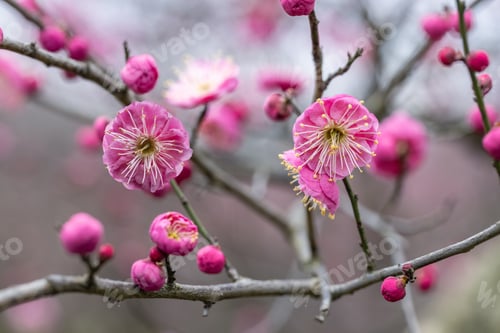 Preview: beautiful red plum blossoming