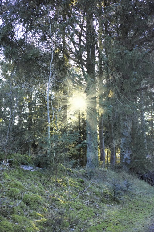 Preview: Early spring