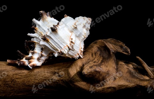 Preview: Murex indivia Shell on Driftwood Black Background