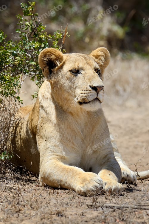 Preview: Lion in National park of Kenya, Africa