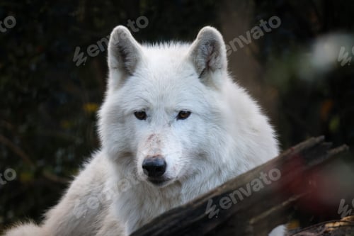 Preview: a white wolf staring at the camera with brown eyes in its habitat